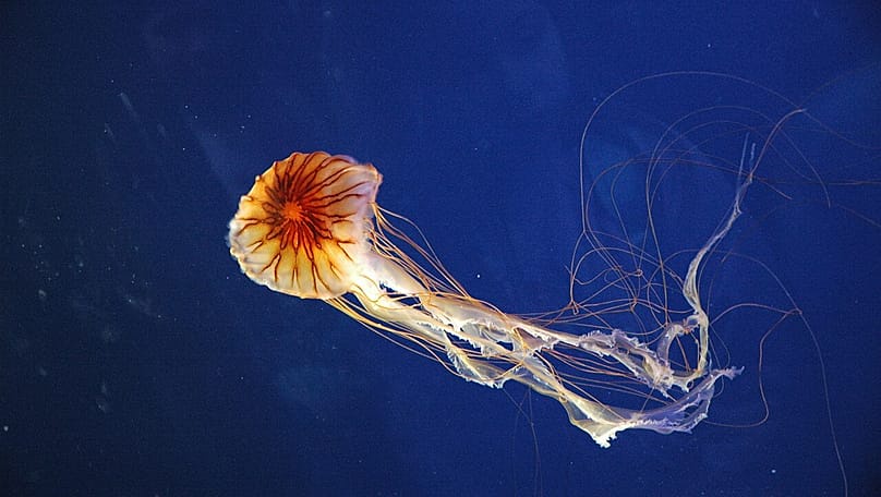 A compass jellyfish at the aquarium in Genoa, Italy