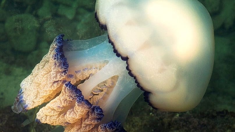 A barrel jellyfish in the harbour of Piran in Slovenia.