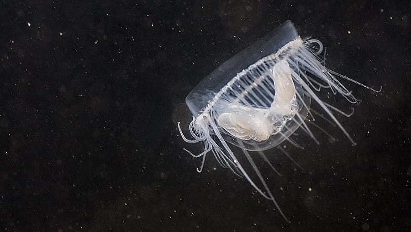A freshwater jellyfish, also known as a freshwater medusa, in Vogelstangsee in Mannheim