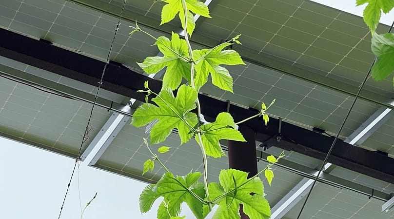 The first documented reference to hop growing anywhere in the world is found in Bavaria.
