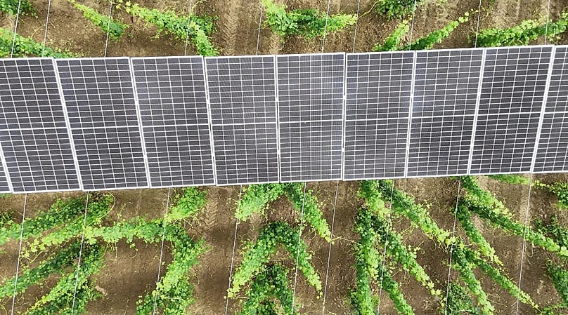 Innovation among the hops: agrivoltaics is being further developed in the Hallertau.