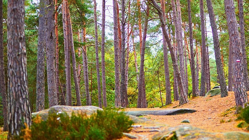 Fontainebleau is popular with hikers and climbers.