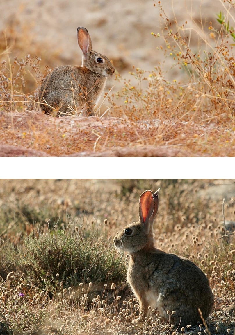 Photographs of the Iberian rabbit (top), 
