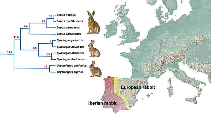 Distribution of the Iberian rabbit