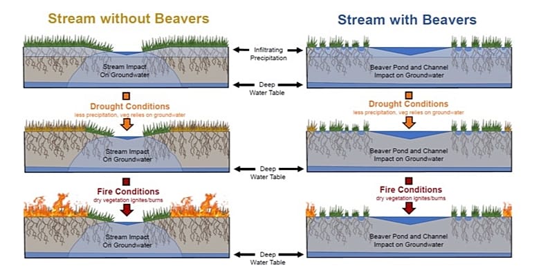 Infographic showing how green corridors can stay green during wildfires due to beaver activity.
