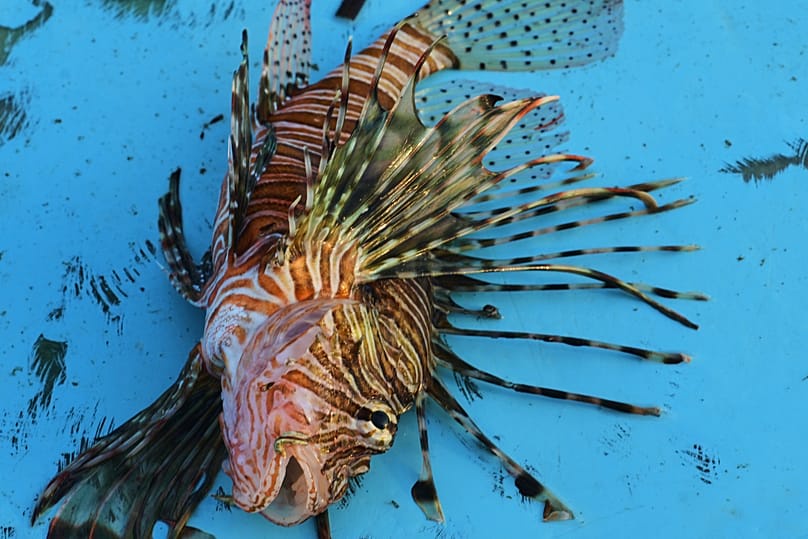 A lionfish lies on a fishing boat off the coast of Larnaca, Cyprus, in the eastern Mediterranean, early Saturday, Dec. 20, 2025. 