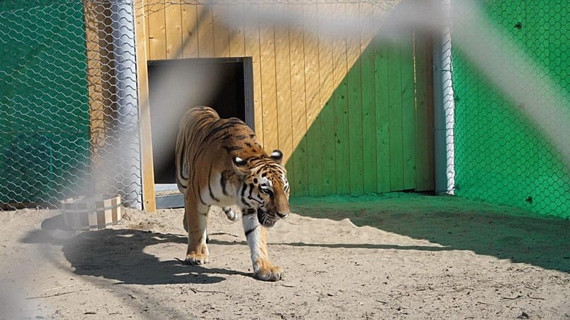 On 23 September 2024, the Ile-Balkhash Nature Reserve welcomed two tigers, Kuma and Bohdana, from the Netherlands.