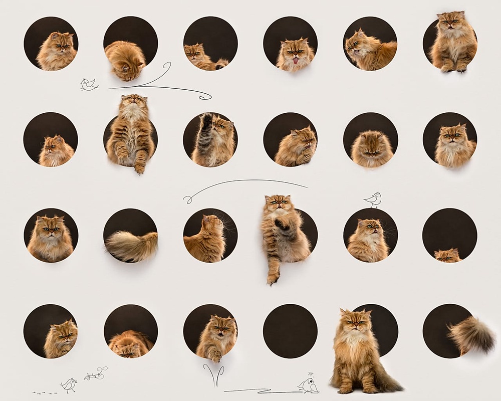 Belinda Richards' mosaic of the cat Moosha won the Feline Portrait category
