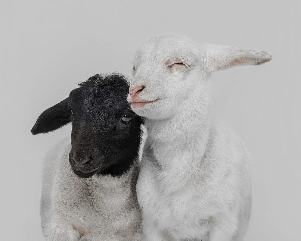Baby lambs cuddle together in this winning shot in the Open Portrait category