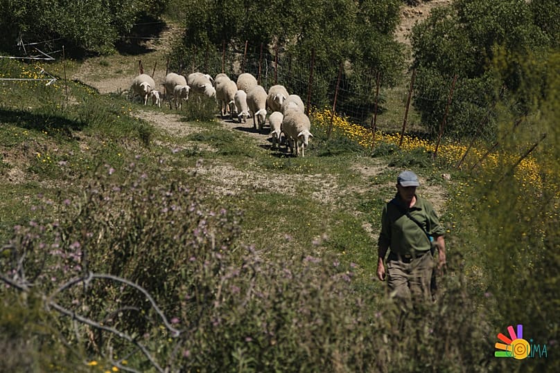 Sheep and horses graze the land at Serranías Vivas in Andalucía.