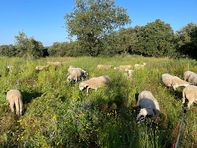 Cooperativa Mas Les Vinyes in Sant Martí d'Albars, Catalonia, produces lamb, vegetables, fruit, honey and more through permaculture and regenerative agriculture.