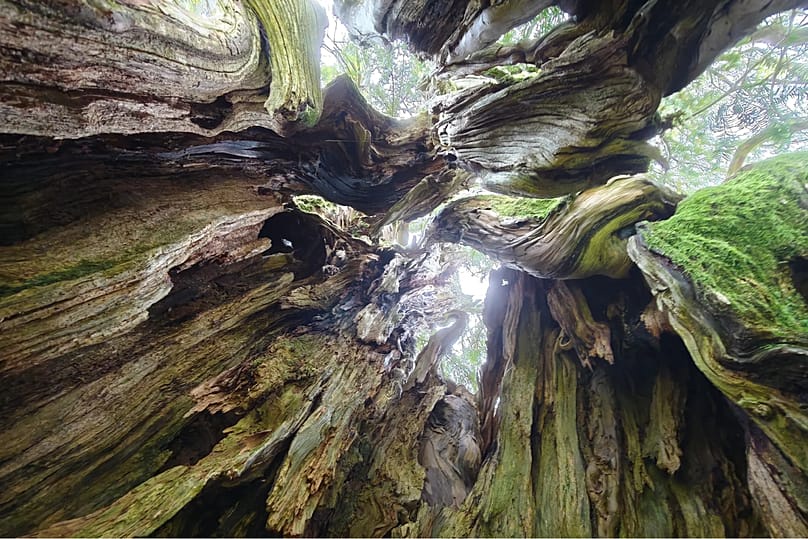 1,000 years in the making: yew tree in a meadow in the Allgäu