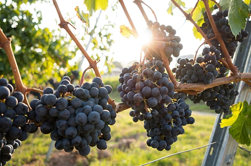 A growing number of vineyards are turning their tasting rooms into proper dining destinations, too