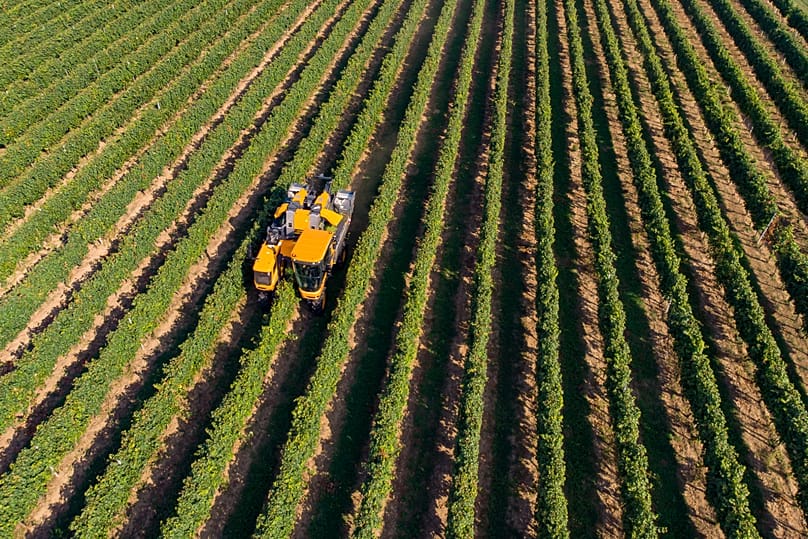 An early type of grape is harvested in a in Ordacsehi, 12 August, 2019