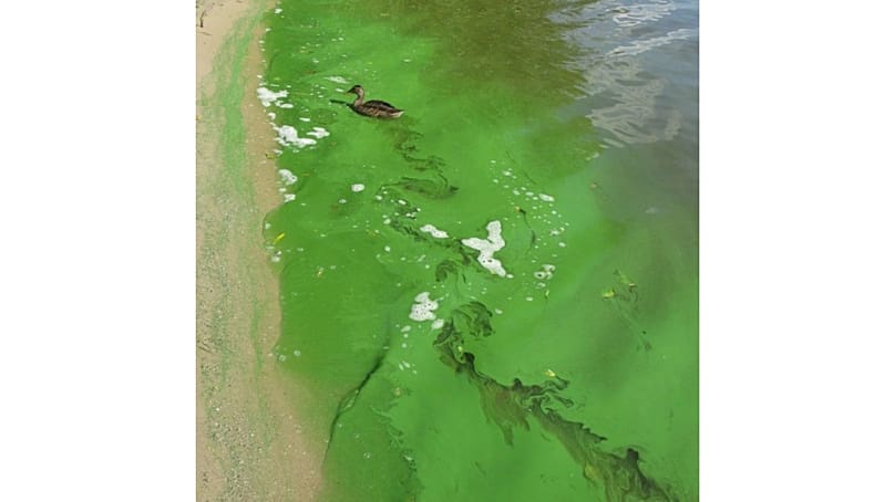 Blue-green algae, also known as cyanobacteria, form a streaky film on the surface of the water. Here, for example, on the Unterhavel.