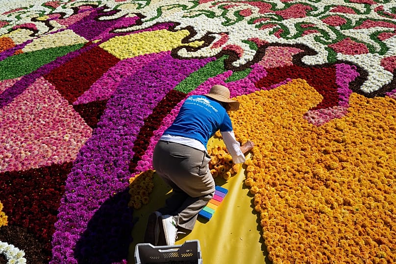 Volunteers place dahlias into a giant Hokusai-inspired flower carpet at the historic Grand Place in Brussels, Thursday, Aug. 13, 2026. 