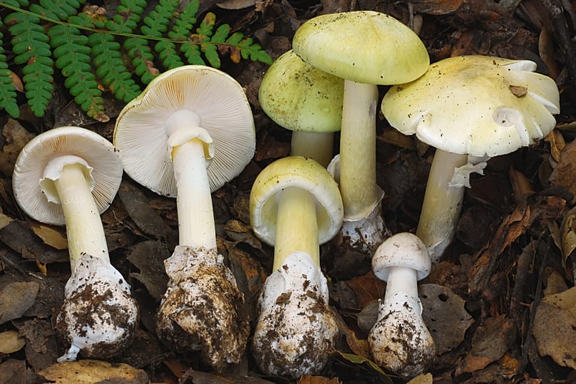 This photo provided by the California Department of Public Health shows death cap mushrooms