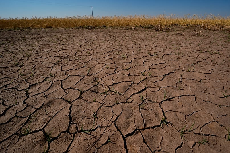 Drought-stressed wheat plants stand adjacent to parched ground in a field near Macksville, 16 May, 2026