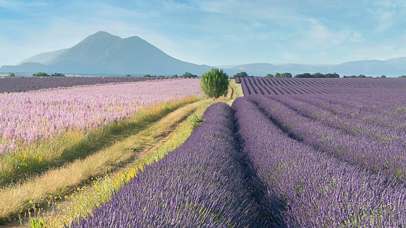 Provence's iconic lavender fields can be explored by bike on a relatively easy route 