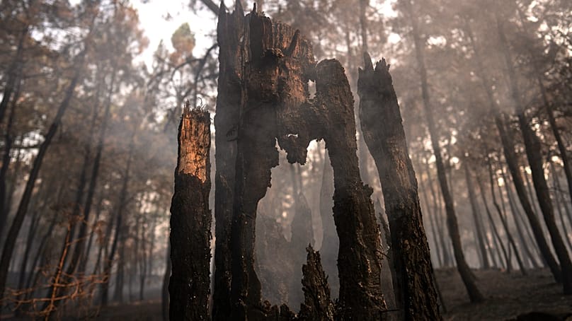 Wildfires ravaged parts of Spain this year.