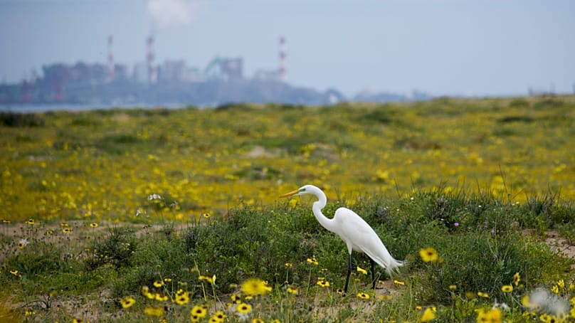 FILE: A heron stands among blooming flowers in the Atacama Desert near Copiapó, Chile, on Tuesday 4 October 2022.