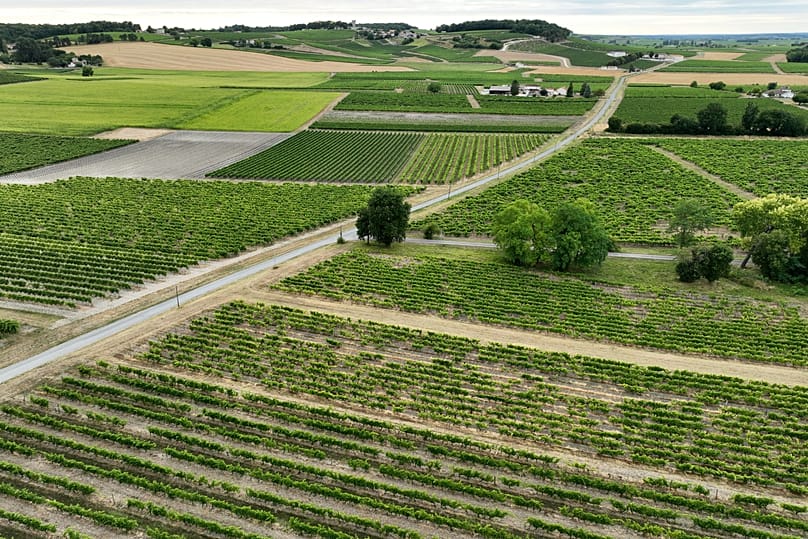 View of vineyards in Bellevigne, near Cognac, southwestern France, Wednesday July 23, 2025.