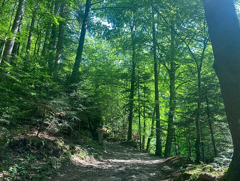 In the forest between Velem and Kőszeg, Hungary