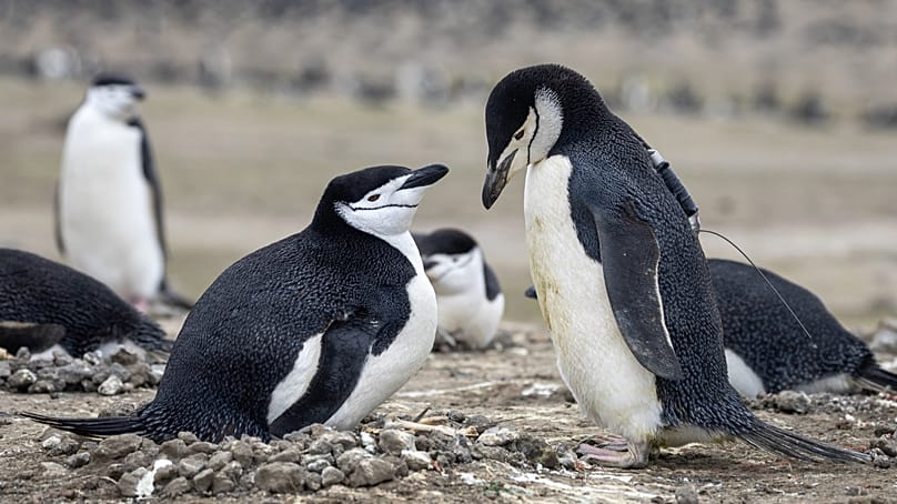 Two chinstrap penguins on Zavodovski Island.