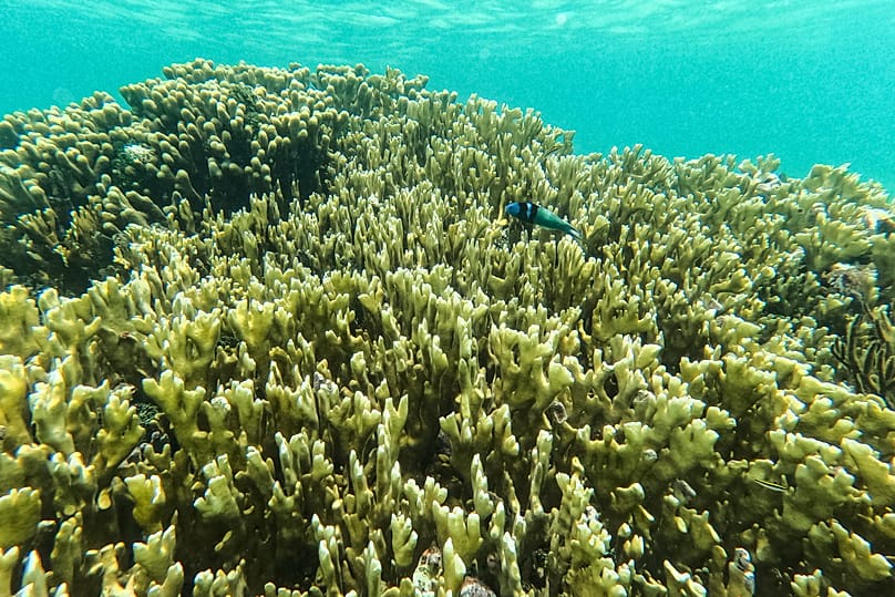 FILE - A fish swims through a coral reef in the Dutch Cays of Guna Yala on Panama's Caribbean coast, Aug. 25, 2026. 