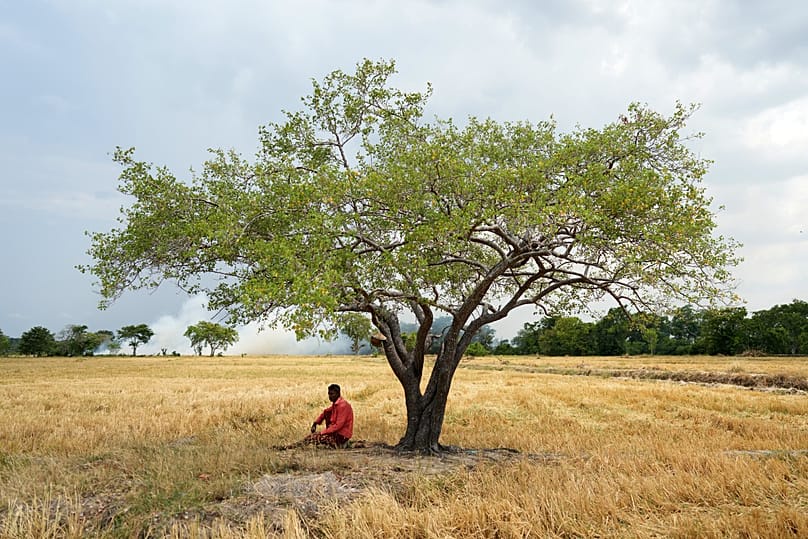 Vidanaarachchige Wimalasuriya sits under a tree in his paddy field, where his crops failed weeks ago due to drought in Medirigiriya, Sri Lanka, Sunday, Sept. 13, 2026. 