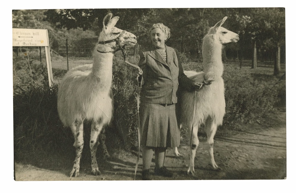 Agatha and two llamas at Paignton Zoo, 1950. 