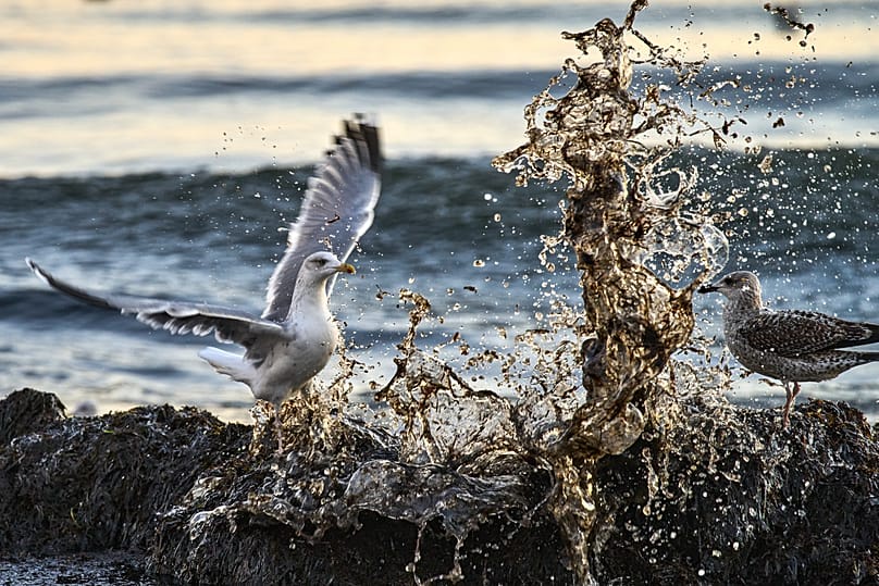 A seagull braves waves with algae hitting the beach of the Baltic Sea in Haffkrug, Germany, Sunday, Dec. 28, 2025. 