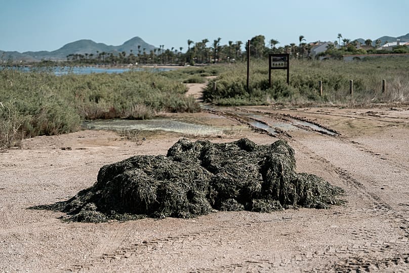 Algae piled up on the beach at Los Urrutias, on the Mar Menor in Murcia.