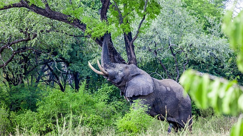 An elephant at the Majete Wildlife Reserve in Malawi