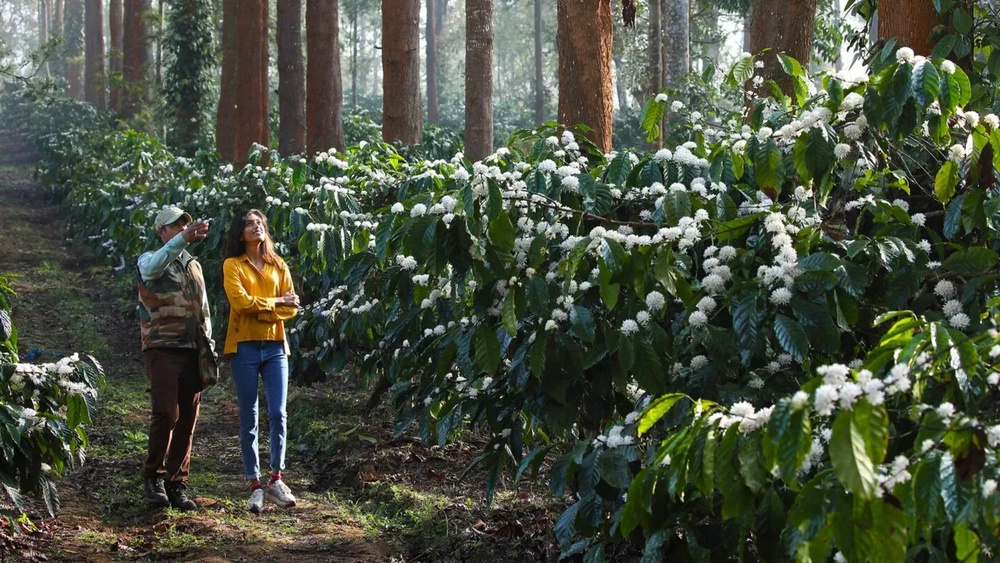 Book the best Coorg coffee resorts in India