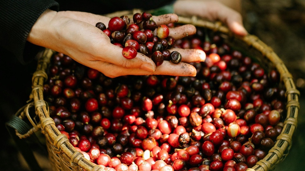 Best time to visit Coorg for coffee