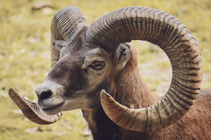Aries horoscope for June 11 2026