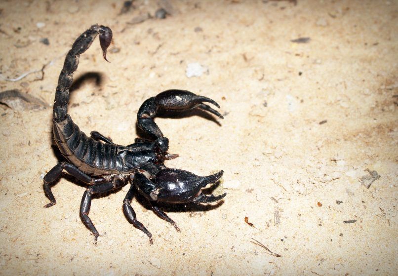 Scorpio horoscope for 11 June 2026