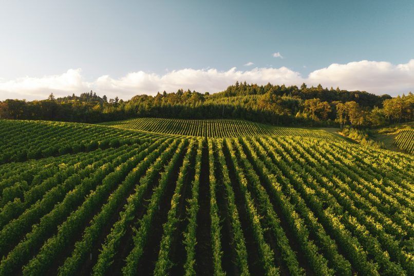 Image from: Michelin Grapes: The Michelin Guide launches a new distinction for wine