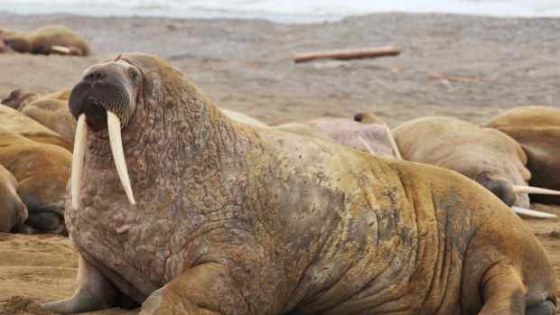 Marine Biologist Shares Fun Facts About Walruses Feet Most People Don’t