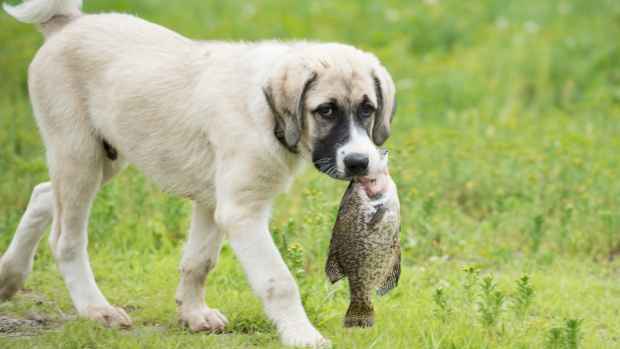 Why Does My Dog's Breath Smell Like Fish? 8 Potential Causes