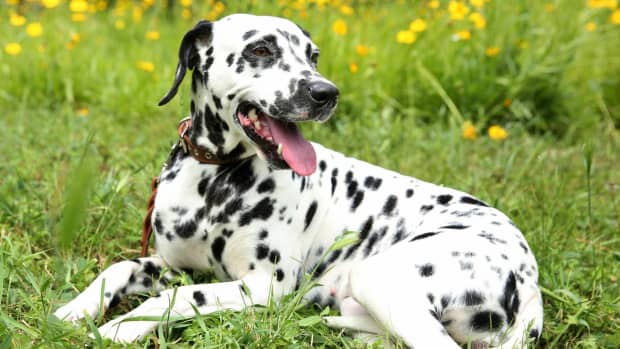 The Complete Guide to Dalmatians: History, Care, and Training