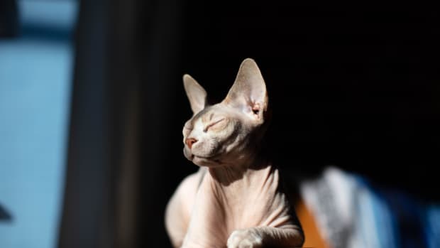 Funny hairless store cat videos