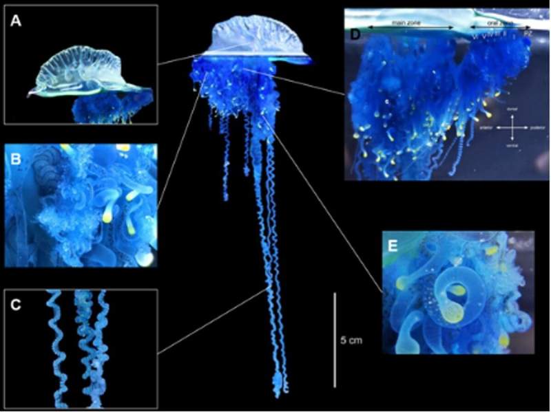 Image from: Biologist Picks Up What Looks Like a Jellyfish on a Japanese Beach and Finds a Species Never Seen Before