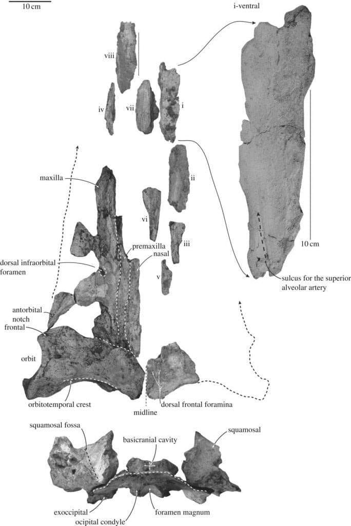 Image from: Researchers Found a Whale Fossil in New Zealand in 1988, It Took Decades to Realize It Belonged to a Previously Unknown Species