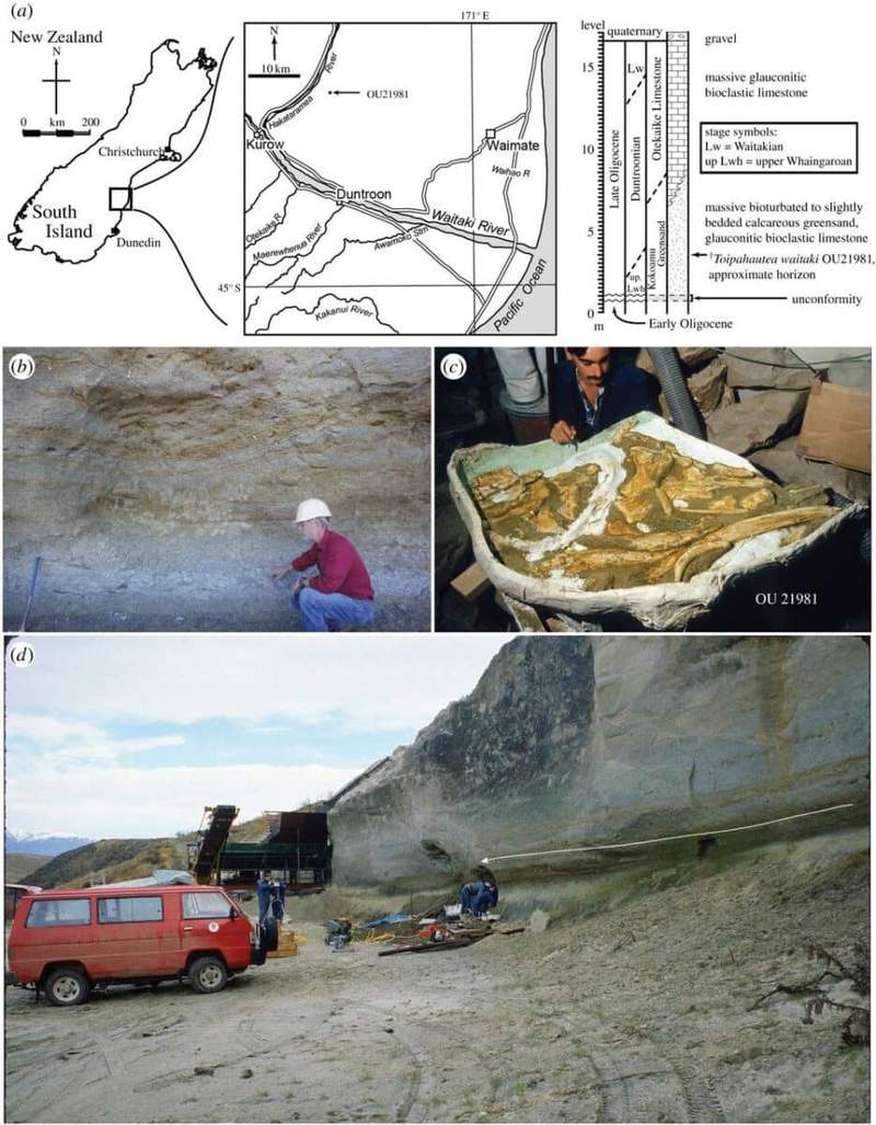 Image from: Researchers Found a Whale Fossil in New Zealand in 1988, It Took Decades to Realize It Belonged to a Previously Unknown Species