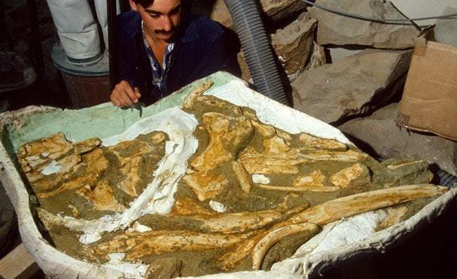 Image from: Researchers Found a Whale Fossil in New Zealand in 1988, It Took Decades to Realize It Belonged to a Previously Unknown Species