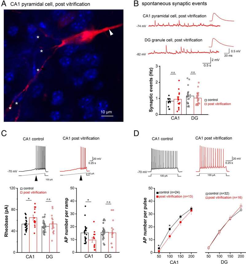 Image from: Scientists Revive Mouse Brains Frozen to -196°C, Hinting at Possible Human Applications