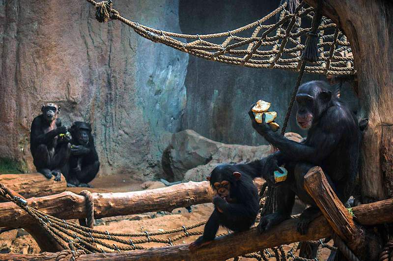 Image from: Great apes: what we know about their cognition, cooperation and curiosity after two decades of research