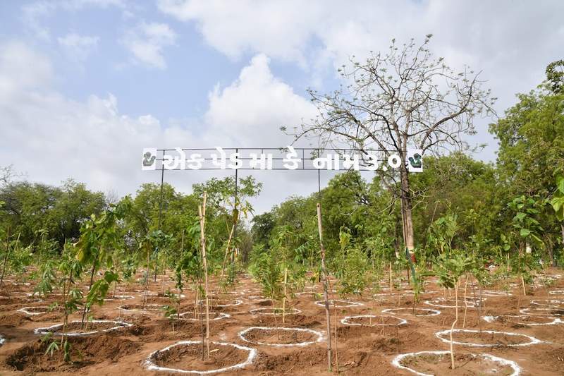 Image from: World Environment Day: Gujarat Chief Minister launches state-wide "Ek ped maa ke naam 3.0" campaign